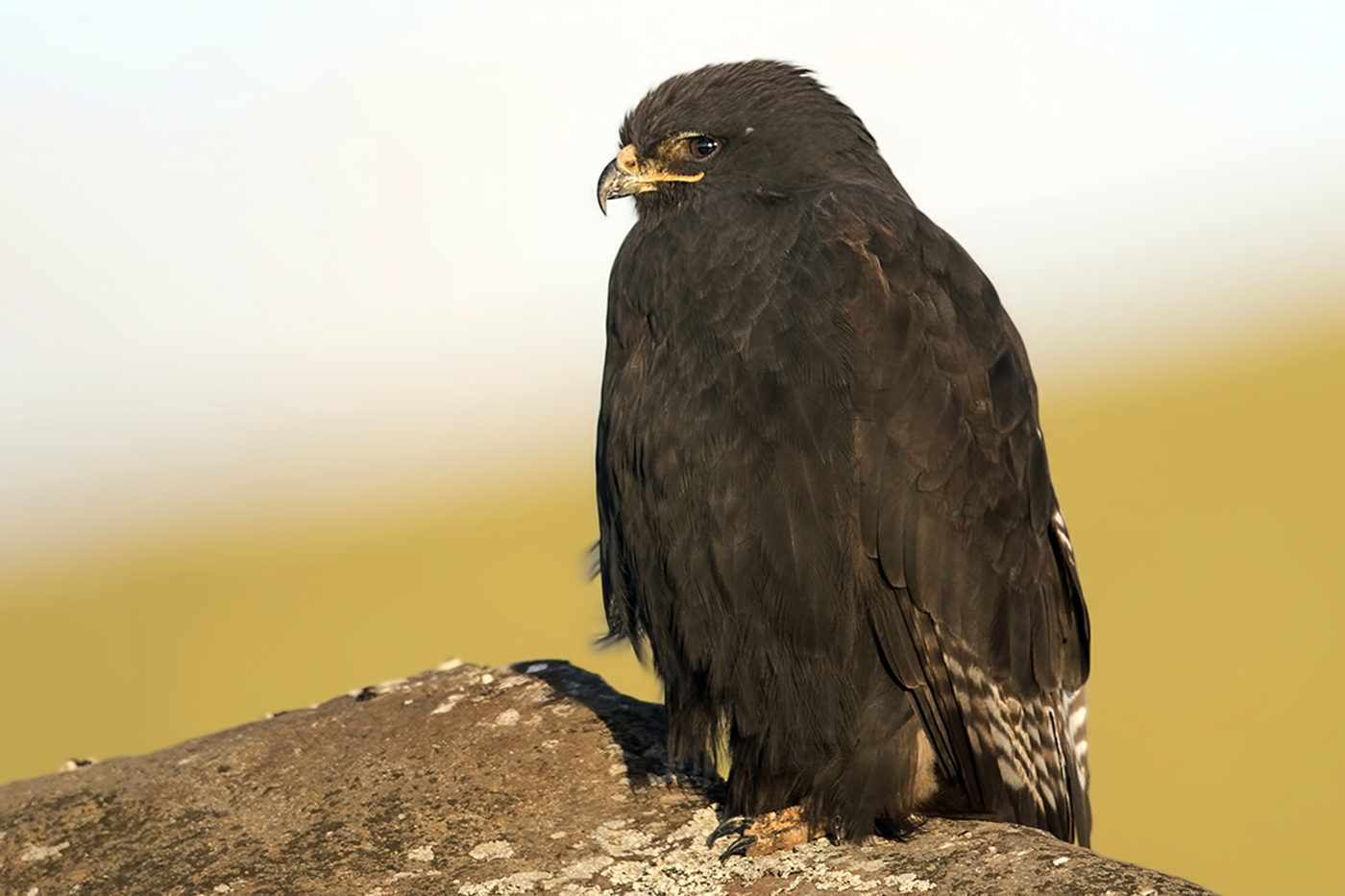 Augur Buzzard